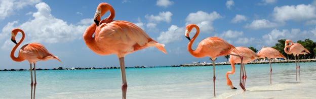 Spanish courses Flamingo Beach
